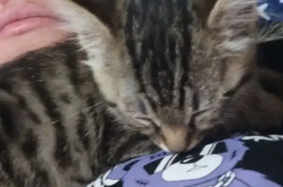 Кошки потеряшки, Кемерово, фото: Потеряшка кошка, ул. Обороны 58, Кемерово