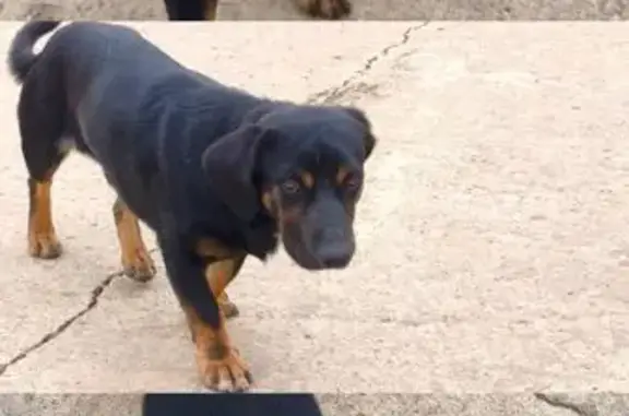 Найдена собака, ул. Воинов-зенитчиков, 61