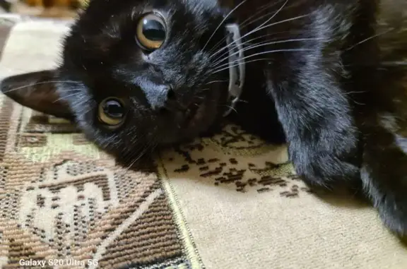 Кошки потеряшки, Уфа, фото: Потеряшка кошка, Высоковольтная ул. 8, Уфа