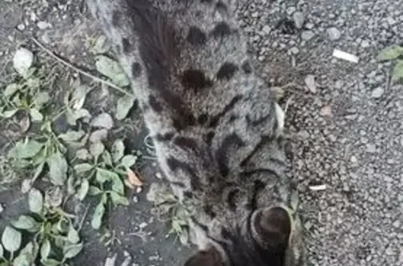 Найдена кошка, Благовещенск, фото: Кошка найдена на Текстильной 112Б