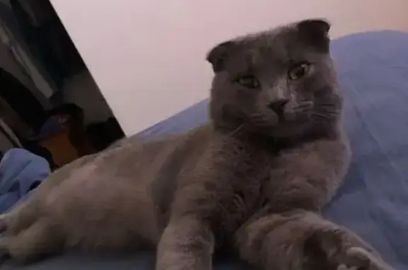 Кошки потеряшки, , фото: Потеряшка кошка в Ивановке, Оренбургская обл.