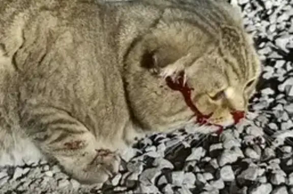 Найдена кошка, Русский Юрмаш, фото: Кот найден в Русском Юрмаше, Уфа