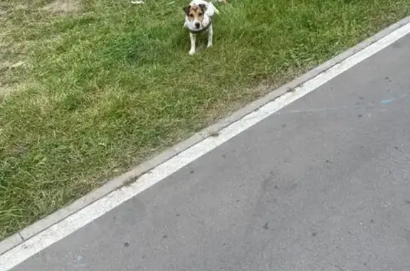 Найдена собака, Московская область, фото: Найдена собака, Жуковский МО