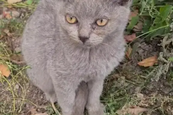 Серая кошка найдена на Болдина 117, Тула