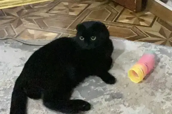 Кошки потеряшки, Троицк, фото: Потеряшка кошка, ул. Калинина 34, Троицк