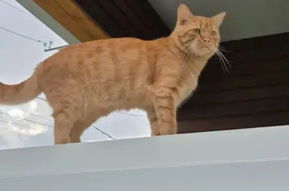 Кошки потеряшки, Мамоны, фото: Потеряшка рыжая кошка, Лунная 32, Мамоны