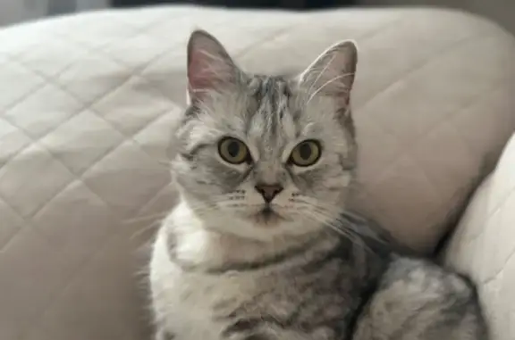 Кошки потеряшки, Советск, фото: Потеряшка кошка на Октябрьской, 55, Советск