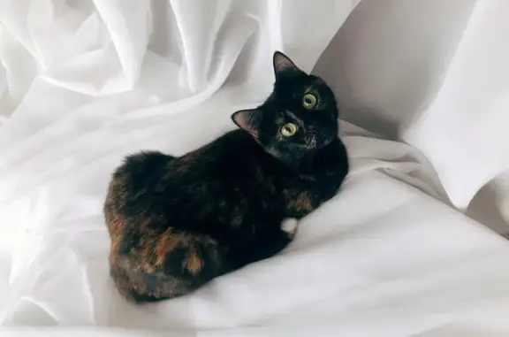 Кошки потеряшки, Вологда, фото: Потеряшка кошка, Залинейная 24Б, Вологда