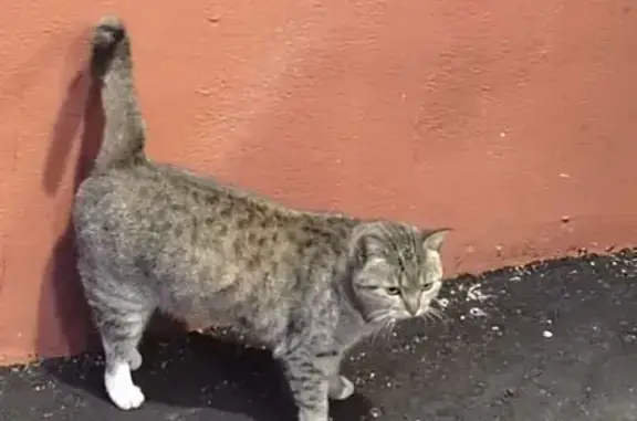 Кошка найдена у Каширское шоссе, 144 к2