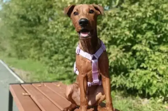 Собаки потеряшки, Курган, фото: Потеряшка собака, пр. Машиностроителей 17