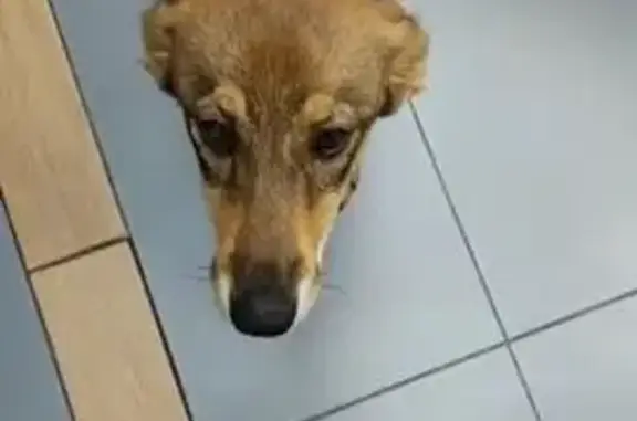 Собаки потеряшки, Тульская область, фото: Потеряшка собака, Глухие Поляны, Тула