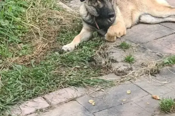 Найдена собака, Подольск, фото: Найдена собака, пр. Юных Ленинцев, Подольск