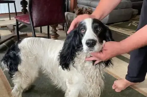 Спаниель найден на Пляжевой, Парголово