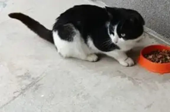 Кот найден в г.о. Тверь, Тверская обл.