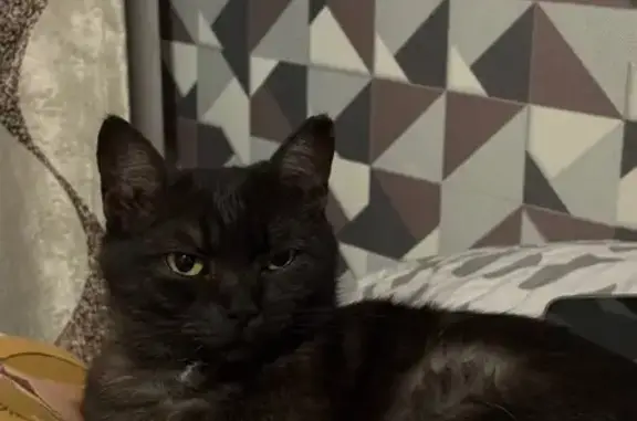 Кошки потеряшки, Томск, фото: Потеряшка кот Тигра, Буткеевский пер. 5А, Томск