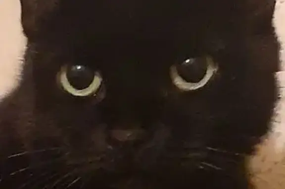 Кошка найдена на Ворошилова, 27 к1, СПб