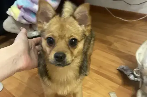 Найденные животные Курган, фото: Собака найдена у Карла Маркса, 31, Курган