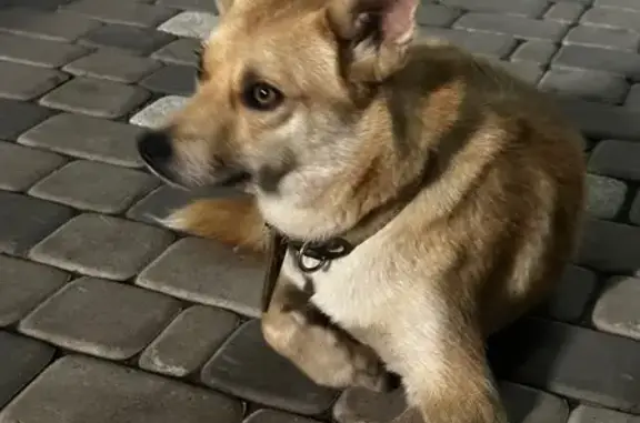 Найдена собака, Иркутск, фото: Собака найдена, Иркутск, Дальневосточная 166/4