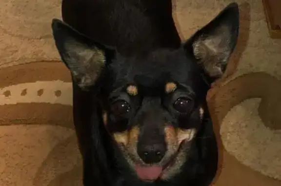 Пропала собака, Ингода, Атамановское 