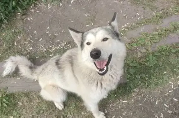 Собака найдена в Грабово, Пензенская обл.