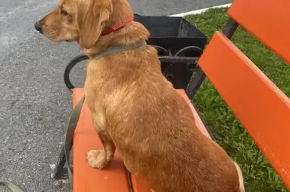 Найдена собака, ул. 50 лет Октября, Тюмень