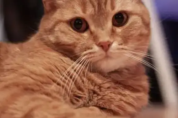 Пропала рыжая кошка, МО, особый хвост