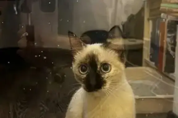 Кошка найдена: ул. Тельмана, 14, Волгоград