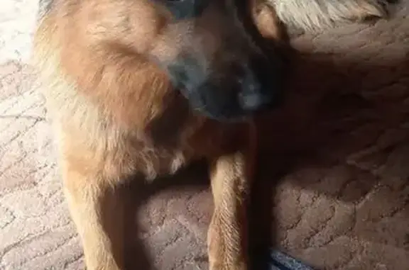 Найдена собака, ул. Спартака, Куса