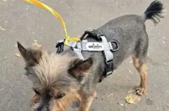 Найдена собака у метро Рязанский проспект