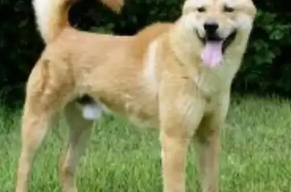 Потерянные животные Элиста, фото: Пропала собака, ул. Ленина 6, Элиста