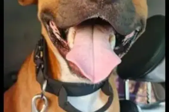 Пропала собака, Бызовское шоссе, Новокузнецк