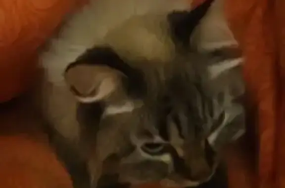 Найдена кошка, Новосибирск, фото: Кошка найдена на Белинского 3, Новосибирск