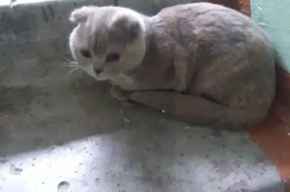 Найдена кошка, Брянск, фото: Кошка найдена: Брянского Фронта, 10/1