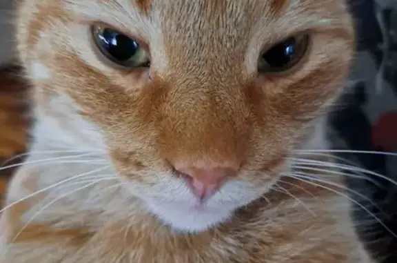 Пропал рыжий котик, 41К-250, Мшинское