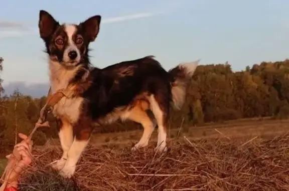 Пропала собака, Златоуст, Машзавод