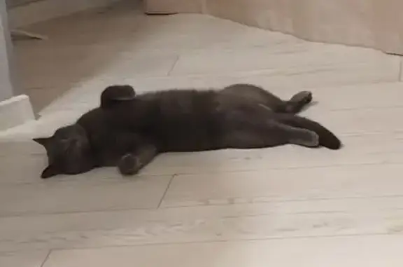 Пропала кошка, Бузулук, Оренбургская обл.