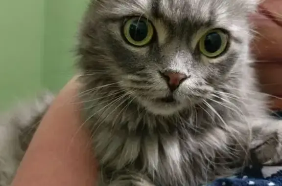 Кошка найдена: б-р Комарова, д. 28/6