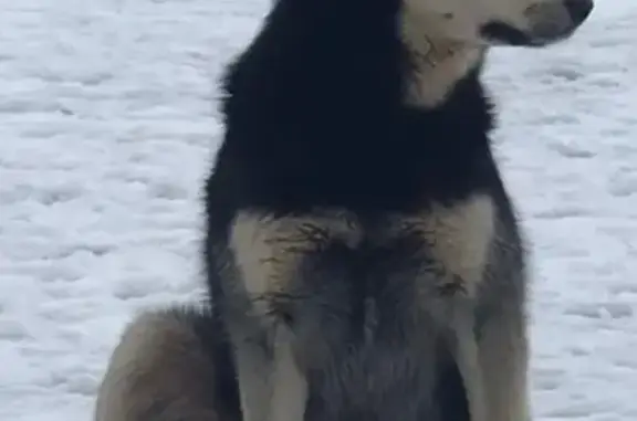 Пропала лайка, ул. 25 Января, Воронеж