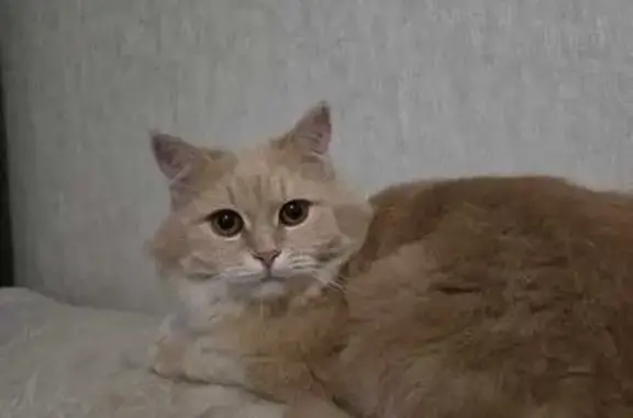 Пропала кошка, ул. Будённого 82А, Липецк