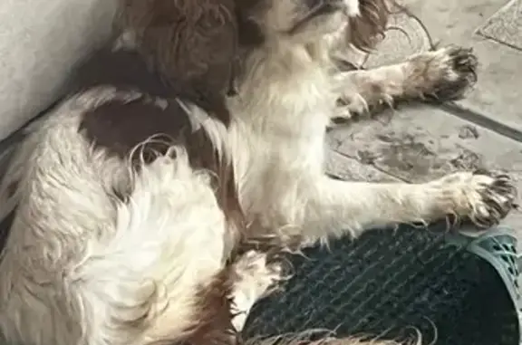 Найдена собака, Брянская область, фото: Собака найдена в Большом Полпино