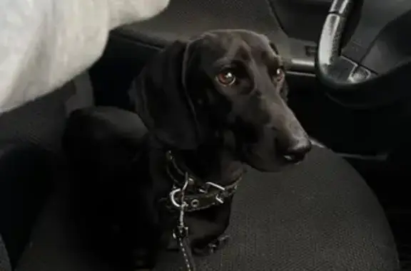 Найдена собака, Ленинградская область, фото: Собака найдена на жд станции 67км, ЛО