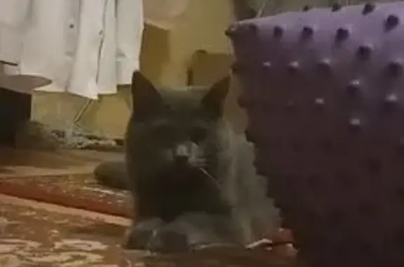 Пропала кошка, Шота Руставели 2, Челябинск