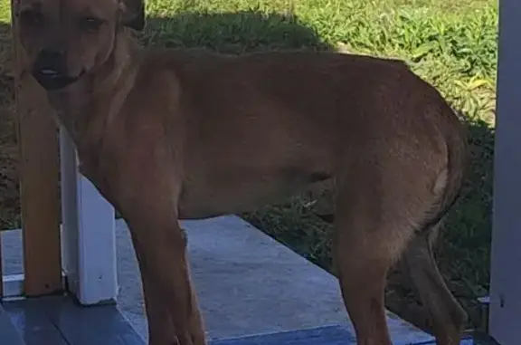 Найдена собака, Куда, фото: Собака найдена: ул. Алтайская, д. Куда