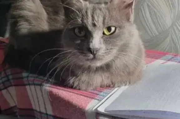 Кошка найдена: Ново-Садовая, 281, Самара