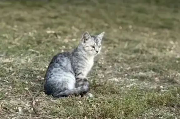 Найдена кошка, Тамбов, фото: Кошка найдена: Ударная ул., 2, Тамбов