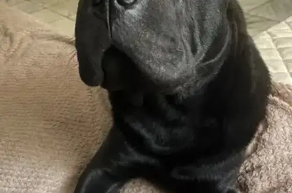 Собаки потеряшки, Иноземцево, фото: Потеряшка собака, Советская ул., Иноземцево