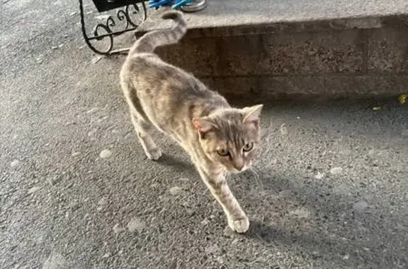 Найдена кошка, Тюмень, фото: Кошка найдена, ул. Самарцева, Тюмень