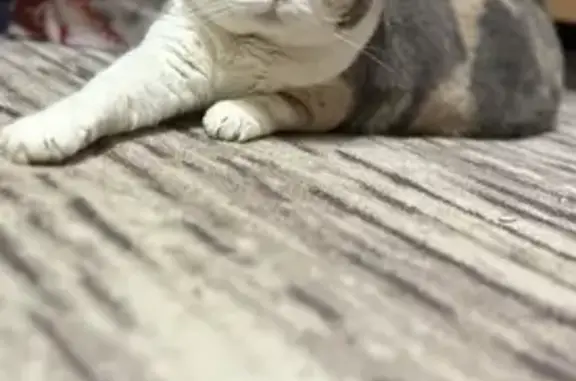 Кошки потеряшки, Томск, фото: Потеряшка кошка, Источная 9, Томск