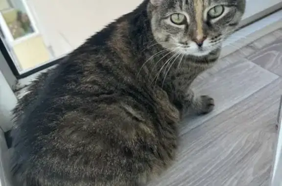 Кошки потеряшки, Чебоксары, фото: Потеряшка кошка, ул. Энгельса 32, Чебоксары