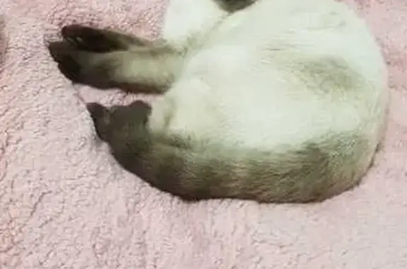 Кошки потеряшки, Фащевка, фото: Потеряшка кошка, Фащевское лесн., 3